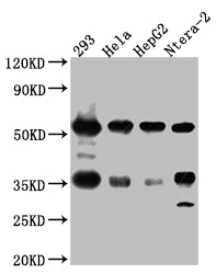 Western Blot; Positive WB detected in: 293 whole cell lysate, Hela whole cell lysate, HepG2 whole cell lysate, Ntera-2 whole cell lysate; All lanes: NONO Antibody at 1:1000; Secondary; Goat polyclonal to rabbit IgG at 1/50000 dilution; Predicted band size: 55, 44 kDa; Observed band size: 55 kDa