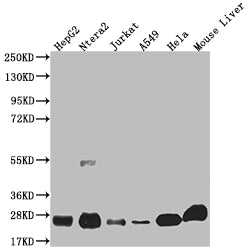 Western Blot; Positive WB detected in: HepG2 whole cell lysate, Ntera-2 whole cell lysate, Jurkat whole cell lysate, A549 whole cell lysate, Hela whole cell lysate, Mouse liver tissue; All lanes: NQO2 antibody at 1:2000; Secondary; Goat polyclonal to rabbit IgG at 1/50000 dilution; Predicted band size: 26 kDa; Observed band size: 26 kDa