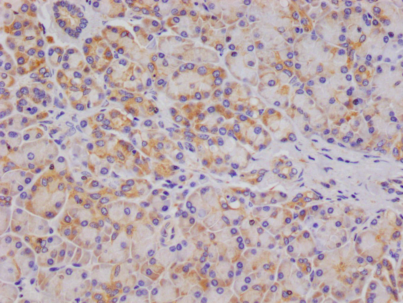 IHC image of RAC07564 diluted at 1:100 and staining in paraffin-embedded human pancreatic tissue performed on a Leica BondTM system. After dewaxing and hydration, antigen retrieval was mediated by high pressure in a citrate buffer (pH 6.0). Section was blocked with 10% normal goat serum 30min at RT. Then primary antibody (1% BSA) was incubated at 4Â°C overnight. The primary is detected by a Goat anti-rabbit polymer IgG labeled by HRP and visualized using 0.05% DAB.