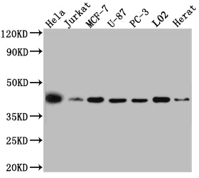 Western Blot; Positive WB detected in: Hela whole cell lysate, Jurkat whole cell lysate, MCF-7 whole cell lysate, U-87 whole cell lysate, PC-3 whole cell lysate, L02 whole cell lysate, Rat Heart whole cell lysate; All lanes: p38 MAPK antibody at 1:1000; Secondary; Goat polyclonal to rabbit IgG at 1/50000 dilution; Predicted band size: 42, 42, 35, 36, 30 kDa; Observed band size: 42 kDa