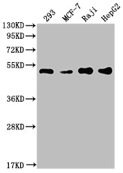 Western Blot; Positive WB detected in: 293 whole cell lysate, MCF-7 whole cell lysate, Raji whole cell lysate, HepG2 whole cell lysate; All lanes: PABPN1 antibody at 1:2000; Secondary; Goat polyclonal to rabbit IgG at 1/50000 dilution; Predicted band size: 33, 32, 38 kDa; Observed band size: 50 kDa