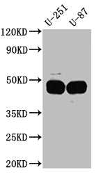 Western Blot; Positive WB detected in: U-251 whole cell lysate, U-87 whole cell lysate; All lanes: PAI1 Antibody at 1:1000; Secondary; Goat polyclonal to rabbit IgG at 1/50000 dilution; Predicted band size: 46, 44 kDa; Observed band size: 45 kDa