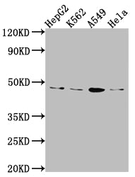 Western Blot; Positive WB detected in: HepG2 whole cell lysate, K562 whole cell lysate, A549 whole cell lysate, Hela whole cell lysate; All lanes: CD274 Antibody at 1:1000; Secondary; Goat polyclonal to rabbit IgG at 1/50000 dilution; Predicted band size: 34, 21, 21 kDa; Observed band size: 45 kDa