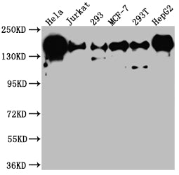 Western Blot; Positive WB detected in: Hela whole cell lysate, Jurkat whole cell lysate, 293 whole cell lysate, MCF-7 whole cell lysate, 293T whole cell lysate, HepG2 whole cell lysate; All lanes: PELP1 antibody at 1:1000; Secondary; Goat polyclonal to rabbit IgG at 1/50000 dilution; Predicted band size: 120 kDa; Observed band size: 160 kDa