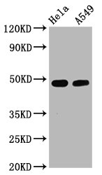 Western Blot; Positive WB detected in Hela whole cell lysate,A549 whole cell lysate; All lanes Phospho-GATA3 antibody at 2.5ug/ml; Secondary; Goat polyclonal to rabbit IgG at 1/50000 dilution; Predicted band size: 48 KDa; Observed band size: 48 KDa