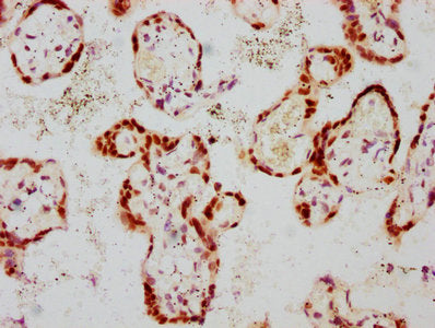 IHC image of RAC07608 diluted at 1:100 and staining in paraffin-embedded human placenta tissue performed on a Leica BondTM system. After dewaxing and hydration, antigen retrieval was mediated by high pressure in a citrate buffer (pH 6.0). Section was blocked with 10% normal goat serum 30min at RT. Then primary antibody (1% BSA) was incubated at 4? overnight. The primary is detected by a biotinylated secondary antibody and visualized using an HRP conjugated SP system.