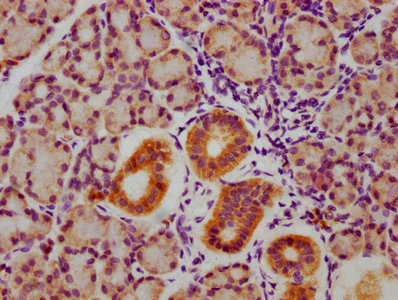 IHC image of RAC07609 diluted at 1:100 and staining in paraffin-embedded human pancreatic tissue performed on a Leica BondTM system. After dewaxing and hydration, antigen retrieval was mediated by high pressure in a citrate buffer (pH 6.0). Section was blocked with 10% normal goat serum 30min at RT. Then primary antibody (1% BSA) was incubated at 4? overnight. The primary is detected by a biotinylated secondary antibody and visualized using an HRP conjugated SP system.