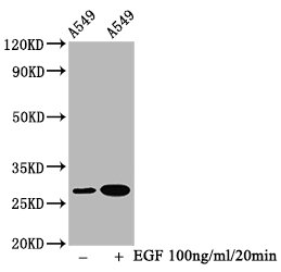 Western Blot; Positive WB detected in A549 whole cell lysate(treated with EGF or not); All lanes Phospho-HSPB1 antibody at 1.5ug/ml; Secondary; Goat polyclonal to rabbit IgG at 1/50000 dilution; Predicted band size: 27 KDa; Observed band size: 27 KDa