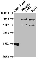 Immunoprecipitating Phospho-JAK2 in Hela whole cell lysate treated with Pervanadate; Lane 1: Rabbit control IgG(1ug)instead of RAC07615 in Hela whole cell lysate treated with Pervanadate.For western blotting,a HRP-conjugated Protein G antibody was used as the secondary antibody (1/2000); Lane 2: RAC07615(3ug)+ Hela whole cell lysate treated with Pervanadate(1mg); Lane 3: Hela whole cell lysate treated with Pervanadate(20ug)