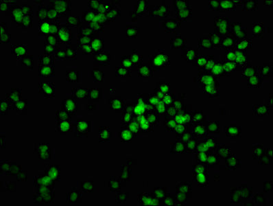 Immunofluorescence staining of K562 cells with RAC07644 at 1:100,counter-stained with DAPI. The cells were fixed in 4% formaldehyde, permeabilized using 0.2% Triton X-100 and blocked in 10% normal Goat Serum. The cells were then incubated with the antibody overnight at 4?. The secondary antibody was Alexa Fluor 488-congugated AffiniPure Goat Anti-Rabbit IgG (H+L).