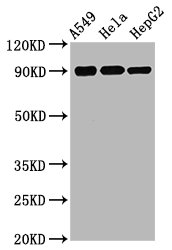 Western Blot; Positive WB detected in A549 whole cell lysate ela whole cell lysate epG2 whole cell lysate; All lanes Phospho-RPS6KA1 antibody at 1.75ug/ml; Secondary; Goat polyclonal to rabbit IgG at 1/50000 dilution; Predicted band size: 90 KDa; Observed band size: 90 KDa