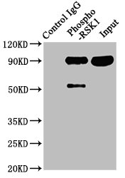 Immunoprecipitating Phospho-RPS6KA1 in Hela whole cell lysate; Lane 1: Rabbit control IgG(1ug)instead of RAC07647 in Hela whole cell lysate.For western blotting,a HRP-conjugated Protein G antibody was used as the secondary antibody (1/2000); Lane 2: RAC07647(3ug)+ Hela whole cell lysate(1mg); Lane 3: Hela whole cell lysate (20ug)