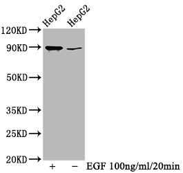 Western Blot; Positive WB detected in HepG2 whole cell lysate(treated with EGF or not); All lanes Phospho-RPS6KA1 antibody at 0.69ug/ml; Secondary; Goat polyclonal to rabbit IgG at 1/50000 dilution; Predicted band size: 90 KDa; Observed band size: 90 KDa