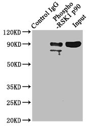 Immunoprecipitating Phospho-RPS6KA1 in Hela whole cell lysate; Lane 1: Rabbit control IgG(1ug)instead of RAC07648 in Hela whole cell lysate.For western blotting,a HRP-conjugated Protein G antibody was used as the secondary antibody (1/2000); Lane 2: RAC07648(3ug)+ Hela whole cell lysate(1mg); Lane 3: Hela whole cell lysate (20ug)
