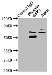 Immunoprecipitating Phospho-RPS6KB1 in Hela whole cell lysate; Lane 1: Rabbit control IgG(1ug)instead of RAC07650 in Hela whole cell lysate.For western blotting,a HRP-conjugated Protein G antibody was used as the secondary antibody (1/2000); Lane 2: RAC07650(3ug)+ Hela whole cell lysate(1mg); Lane 3: Hela whole cell lysate (20ug)