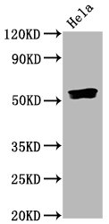 Western Blot; Positive WB detected in Hela whole cell lysate; All lanes Phospho-SMAD5 antibody at 0.835ug/ml; Secondary; Goat polyclonal to rabbit IgG at 1/50000 dilution; Predicted band size: 52 KDa; Observed band size: 52 KDa