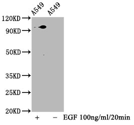 Western Blot; Positive WB detected in A549 whole cell lysate(treated with EGF or not); All lanes Phospho-STAT3 antibody at 1.88ug/ml; Secondary; Goat polyclonal to rabbit IgG at 1/50000 dilution; Predicted band size: 98 KDa; Observed band size: 98 KDa