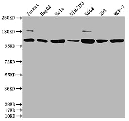 Western Blot; Positive WB detected in: Jurkat whole cell lysate, HepG2 whole cell lysate, Hela whole cell lysate, NIH/3T3 whole cell lysate, K562 whole cell lysate, 293 whole cell lysate, MCF-7 whole cell lysate; All lanes: PIK3CA antibody at 1:1500; Secondary; Goat polyclonal to rabbit IgG at 1/50000 dilution; Predicted band size: 125 kDa; Observed band size: 110 kDa