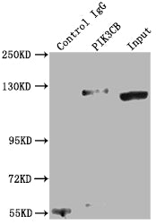 Immunoprecipitating PIK3CB in K562 whole cell lysate; Lane 1: Rabbit control IgG instead of RAC07666 in K562 whole cell lysate.For western blotting,a HRP-conjugated Protein G antibody was used as the secondary antibody (1/2000); Lane 2: RAC07666(2ug)+ K562 whole cell lysate(500ug); Lane 3: K562 whole cell lysate (10ug)