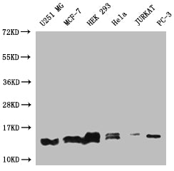 Western Blot; Positive WB detected in: U251 whole cell lysate, MCF-7 whole cell lysate, HEK293 whole cell lysate, Hela whole cell lysate, Jurkat whole cell lysate, PC3 whole cell lysate; All lanes: PIN4 antibody at 1:1000; Secondary; Goat polyclonal to rabbit IgG at 1/50000 dilution; Predicted band size: 14, 17, 15 kDa; Observed band size: 12-17 kDa