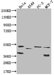 Western Blot; Positive WB detected in: Hela whole cell lysate, A549 whole cell lysate, PC-3 whole cell lysate, MCF-7 whole cell lysate; All lanes: PLEKHA1 antibody at 1:1000; Secondary; Goat polyclonal to rabbit IgG at 1/50000 dilution; Predicted band size: 46, 39 kDa; Observed band size: 36-55 kDa