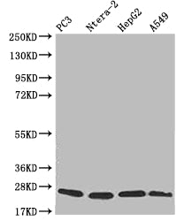 Western Blot; Positive WB detected in: PC3 whole cell lysate, Ntera-2 whole cell lysate, HepG2 whole cell lysate, A549 whole cell lysate; All lanes: PRDX3 antibody at 1:2000; Secondary; Goat polyclonal to rabbit IgG at 1/50000 dilution; Predicted band size: 28, 26 kDa; Observed band size: 20-28 kDa