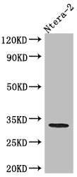 Western Blot; Positive WB detected in: Ntera-2 whole cell lysate; All lanes: pro Caspase 3 antibody at 1:1000; Secondary; Goat polyclonal to rabbit IgG at 1/50000 dilution; Predicted band size: 32 kDa; Observed band size: 32 kDa
