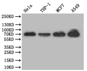 Western Blot; Positive WB detected in: Hela whole cell lysate, THP-1 whole cell lysate, MCF7 whole cell lysate, A549 whole cell lysate; All lanes: NF-kB p65 antibody at 1:500; Secondary; Goat polyclonal to rabbit IgG at 1/50000 dilution; Predicted band size: 70 kDa; Observed band size: 70 kDa