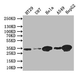 Western Blot; Positive WB detected in: HT29 whole cell lysate, U87 whole cell lysate,Hela whole cell lysate,A549 whole cell lysate,HEPG2 whole cell lysate; All lanes: Syntenin antibody at 1:1000; Secondary; Goat polyclonal to rabbit IgG at 1/50000 dilution; Predicted band size: 32 kDa; Observed band size: 32 kDa
