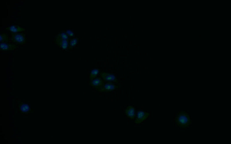 Immunofluorescence staining of Hela with RAC07727 at 1:30, counter-stained with DAPI. The cells were fixed in 4% formaldehyde and blocked in 10% normal Goat Serum. The cells were then incubated with the antibody overnight at 4Â°C. The secondary antibody was Alexa Fluor 521-congugated AffiniPure Goat Anti-Rabbit IgG(H+L).