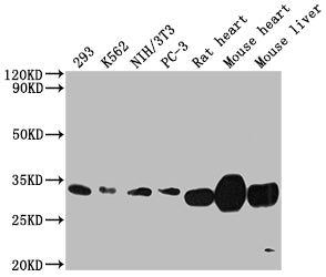 Western Blot; Positive WB detected in: 293 whole cell lysate, K562 whole cell lysate, NIH/3T3 whole cell lysate, PC-3 whole cell lysate, Rat heart tissue, Mouse heart tissue, Mouse liver tissue; All lanes: SDHB antibody at 1:2000; Secondary; Goat polyclonal to rabbit IgG at 1/50000 dilution; Predicted band size: 32 kDa; Observed band size: 32 kDa