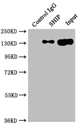 Immunoprecipitating SHIP in Raji whole cell lysate; Lane 1: Rabbit control IgG instead of RAC07732 in Raji whole cell lysate.For western blotting,a HRP-conjugated Protein G antibody was used as the secondary antibody (1/2000); Lane 2: RAC07732(2ug)+ Raji whole cell lysate(500ug); Lane 3: Raji whole cell lysate (10ug)