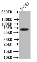 Western Blot; Positive WB detected in: U251 whole cell lysate; All lanes: EAAT2 antibody at 1:1000; Secondary; Goat polyclonal to rabbit IgG at 1/50000 dilution; Predicted band size: 62 kDa; Observed band size: 62 kDa