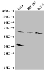 Western Blot; Positive WB detected in: Hela whole cell lysate, HEK293 whole cell lysate, MCF-7 whole cell lysate; All lanes: SMAD4 antibody at 1:500; Secondary; Goat polyclonal to rabbit IgG at 1/50000 dilution; Predicted band size: 61 kDa; Observed band size: 55-72 kDa