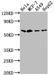 Western Blot; Positive WB detected in: Hela whole cell lysate, MCF-7 whole cell lysate, A549 whole cell lysate, HepG2 whole cell lysate; All lanes: SOX10 antibody at 1:2000; Secondary; Goat polyclonal to rabbit IgG at 1/50000 dilution; Predicted band size: 50, 32 kDa; Observed band size: 60 kDa