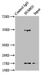 Immunoprecipitating SUMO1 in 293T whole cell lysate; Lane 1: Rabbit control IgG instead of RAC07770 in 293T whole cell lysate.For western blotting, a HRP-conjugated Protein G antibody was used as the secondary antibody (1/2000); Lane 2: RAC07770 (3ug) + 293T whole cell lysate (500ug); Lane 3: 293T whole cell lysate (20ug)