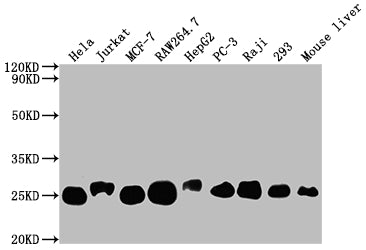 Western Blot; Positive WB detected in: Hela whole cell lysate, Jurkat whole cell lysate, MCF-7 whole cell lysate, RAW264.7 whole cell lysate, HepG2 whole cell lysate, PC-3 whole cell lysate, Raji whole cell lysate, 293 whole cell lysate, Mouse liver tissue; All lanes: TPT1 antibody at 1:2000; Secondary; Goat polyclonal to rabbit IgG at 1/50000 dilution; Predicted band size: 20, 16 kDa; Observed band size: 25 kDa