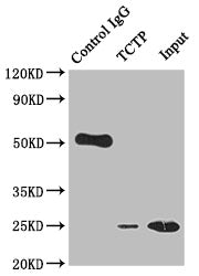 Immunoprecipitating TCTP in Hela whole cell lysate; Lane 1: Rabbit control IgG instead of RAC07778 in Hela whole cell lysate.For western blotting,a HRP-conjugated Protein G antibody was used as the secondary antibody (1/2000); Lane 2: RAC07778(2ug)+ Hela whole cell lysate(500ug); Lane 3: Hela whole cell lysate (10ug)