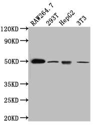 Western Blot; Positive WB detected in: RAW264.7 whole cell lysate, 293T whole cell lysate, HepG2 whole cell lysate, NIH/3T3 whole cell lysate; All lanes: TIM1 antibody at 1:1000; Secondary; Goat polyclonal to rabbit IgG at 1/50000 dilution; Predicted band size: 40 kDa; Observed band size: 50 kDa