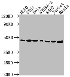 Western Blot; Positive WB detected in: HL60 whole cell lysate, U251 whole cell lysate, Hela whole cell lysate, NTERA-2 whole cell lysate, K562 whole cell lysate, Jurkat whole cell lysate, Rat brain tissue; All lanes: F3 antibody at 1:1500; Secondary; Goat polyclonal to rabbit IgG at 1/50000 dilution; Predicted band size: 34, 28 kDa; Observed band size: 46 kDa