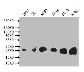 Western Blot; Positive WB detected in: 293T whole cell lysate, JK whole cell lysate, MCF7 whole cell lysate, A549 whole cell lysate, PC-3 whole cell lysate, K562 whole cell lysate; All lanes: Thymidine Kinase 1 antibody at 1:1000; Secondary; Goat polyclonal to rabbit IgG at 1/50000 dilution; Predicted band size: 26 kDa; Observed band size: 26 kDa