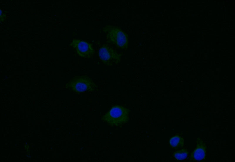 Immunofluorescence staining of Hela with RAC07786 at 1:40, counter-stained with DAPI. The cells were fixed in 4% formaldehyde and blocked in 10% normal Goat Serum. The cells were then incubated with the antibody overnight at 4Â°C. The secondary antibody was Alexa Fluor 491-congugated AffiniPure Goat Anti-Rabbit IgG(H+L).