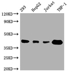 Western Blot; Positive WB detected in: 293 whole cell lysate, HepG2 whole cell lysate, Jurkat whole cell lysate, THP-1 whole cell lysate; All lanes: TMEM173 antibody at 1:1000; Secondary; Goat polyclonal to rabbit IgG at 1/50000 dilution; Predicted band size: 43 kDa; Observed band size: 43 kDa