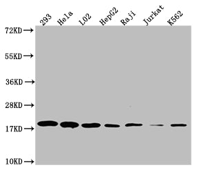 Western Blot; Positive WB detected in: 293 whole cell lysate, Hela whole cell lysate, L02 whole cell lysate, HepF2 whole cell lysate, Raji whole cell lysate, Jurkat whole cell lysate, K562 whole cell lysate; All lanes: TOMM22 antibody at 1:1000; Secondary; Goat polyclonal to rabbit IgG at 1/50000 dilution; Predicted band size: 16 kDa; Observed band size: 18 kDa