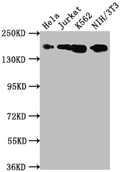 Western Blot; Positive WB detected in: Hela whole cell lysate, Jurkat whole cell lysate, K562 whole cell lysate, NIH/3T3 whole cell lysate; All lanes: TOP2A antibody at 1:1500; Secondary; Goat polyclonal to rabbit IgG at 1/50000 dilution; Predicted band size: 175, 178, 179, 183 kDa; Observed band size: 175 kDa
