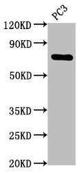 Western Blot; Positive WB detected in: PC3 whole cell lysate; All lanes: TP63 antibody at 2.1ug/ml; Secondary; Goat polyclonal to rabbit IgG at 1/50000 dilution; Predicted band size: 66, 63, 52, 56, 45, 58, 47, 68, 57, 77 KDa; Observed band size: 77 KDa