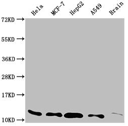 Western Blot; Positive WB detected in: Hela whole cell lysate, MCF-7 whole cell lysate, HepG2 whole cell lysate, A549 whole cell lysate, Rat brain tissue; All lanes: TXN antibody at 1:2000; Secondary; Goat polyclonal to rabbit IgG at 1/50000 dilution; Predicted band size: 10, 12 kDa; Observed band size: 12 kDa