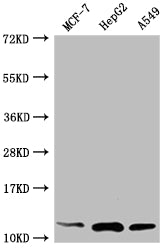 Western Blot; Positive WB detected in: MCF-7 whole cell lysate, HepG2 whole cell lysate, A549 whole cell lysate; All lanes: TXN antibody at 1:2000; Secondary; Goat polyclonal to rabbit IgG at 1/50000 dilution; Predicted band size: 10, 12 kDa; Observed band size: 12 kDa