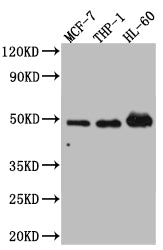 Western Blot; Positive WB detected in: MCF-7 whole cell lysate, THP-1 whole cell lysate, HL-60 whole cell lysate; All lanes: Vitamin D antibody at 1:1000; Secondary; Goat polyclonal to rabbit IgG at 1/50000 dilution; Predicted band size: 49, 54 kDa; Observed band size: 49 kDa