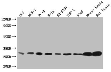 Western Blot; Positive WB detected in: U87 whole cell lysate, MCF-7 whole cell lysate, PC3 whole cell lysate, Hela whole cell lysate, SH-SY5Y whole cell lysate, THP-1 whole cell lysate, A549 whole cell lysate, Mouse brain tissue, Rat brain tissue; All lanes: YWHAB antibody at 1:2000; Secondary; Goat polyclonal to rabbit IgG at 1/50000 dilution; Predicted band size: 29, 28 kDa; Observed band size: 25-35 kDa